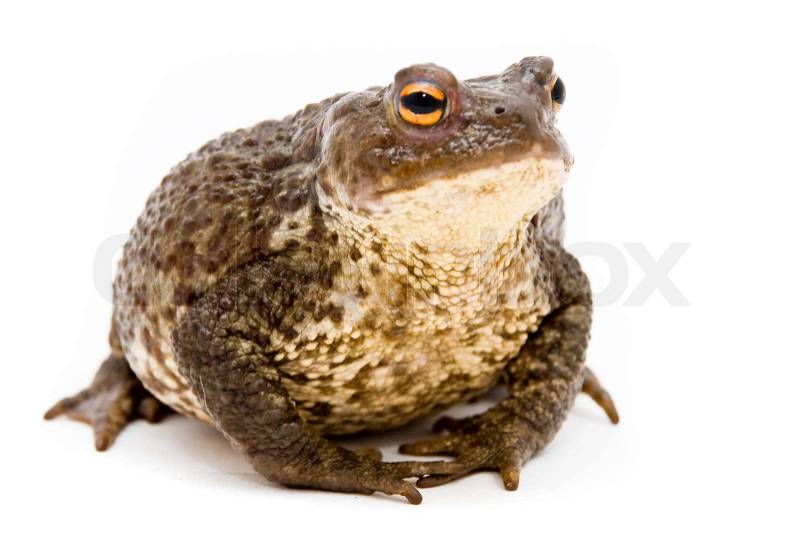 2476350-405344-common-european-toad-on-w