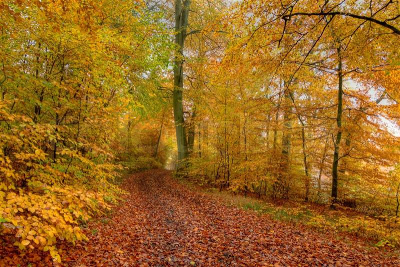 Efterår i skoven.
 Autumn in the forest. | Stock foto | Colourbox
