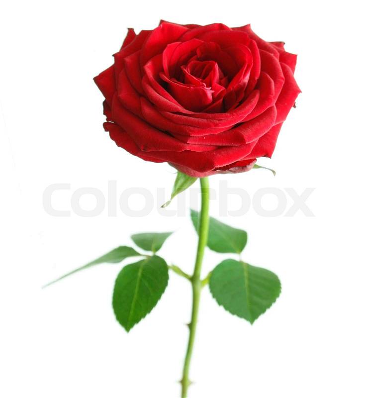 clipart rød rose - photo #12